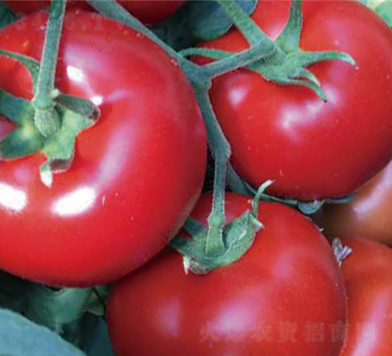 �hķ�t�\-���ѷN��-�͝��r(n��ng)�I(y��)