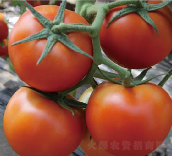 ˼ؐ��-���ѷN��-�͝��r(n��ng)�I(y��)