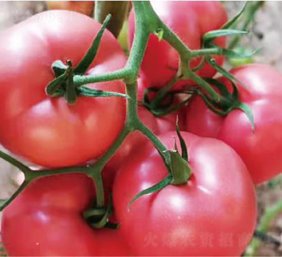 ̩��9̖-���ѷN��-�͝��r�I(y��)