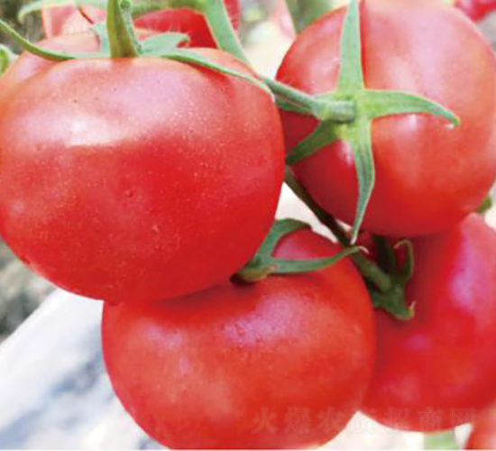 �hķ1313-���ѷN��-�͝�(r��n)�r(n��ng)�I(y��)