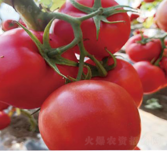 ������2155-���ѷN��-�͝��r(n��ng)�I(y��)