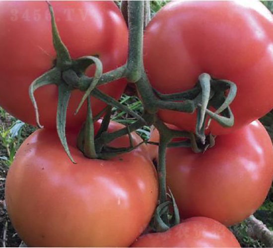 ̩��508-���ѷN��-�͝�(r��n)�r(n��ng)�I(y��)