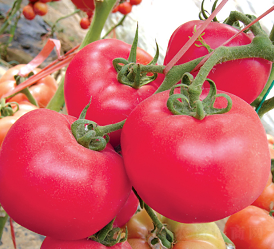 �hķ��̖(h��o)-���ѷN��-�͝��r(n��ng)�I(y��)