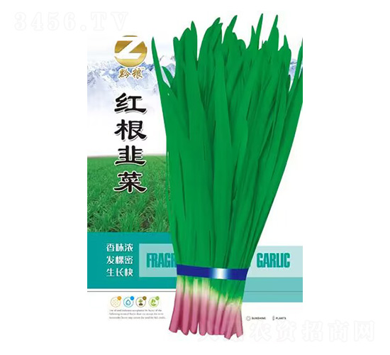 �t���²�-ǭ�Z-�����r(n��ng)�I(y��)