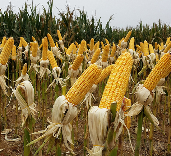 ��ꖹ�9̖-���׷N��-���S�N�I(y��)