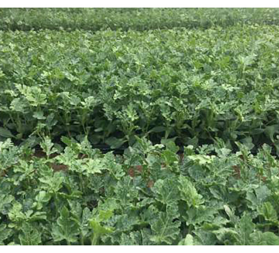 �����N��-���S�r(n��ng)�I(y��)