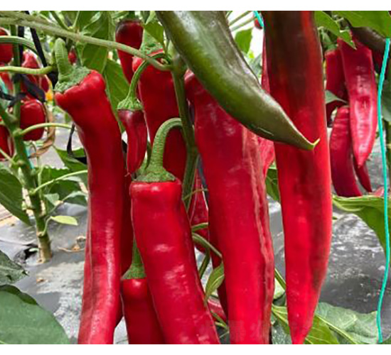 �����N��-�t�⽷-���S�r(n��ng)�I(y��)