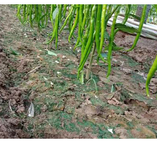 �����N��-�S����-���S�r(n��ng)�I(y��)