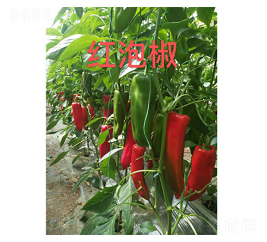 �t�ݽ������N��-���S�r(n��ng)�I(y��)