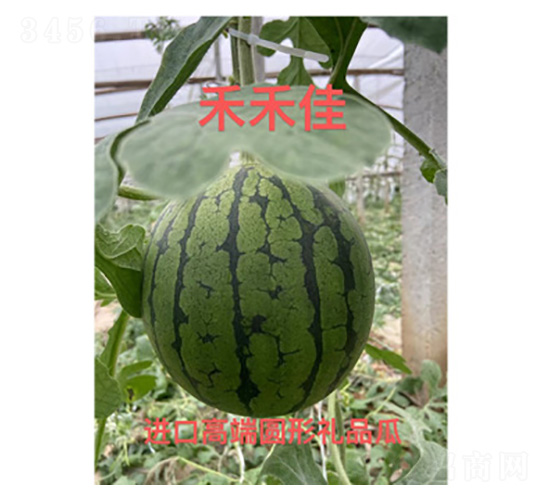 ���ϷN��-�̺̼�-���S�r(n��ng)�I(y��)