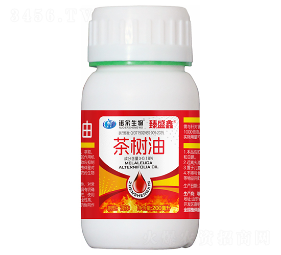 �����-��ʢ��-�Z������