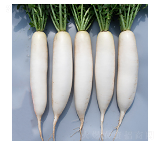 �}�ȷN��-����323-�A孷N�I(y��)