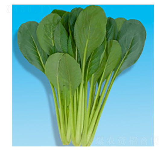 С�ɲ˷N��-����-�A孷N�I(y��)