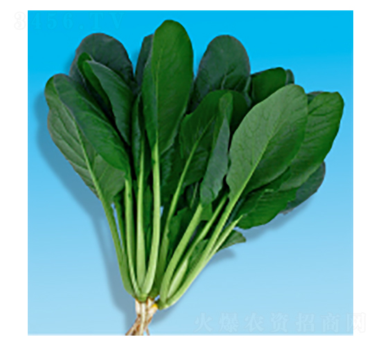 С�ɲ˷N��-����-�A孷N�I(y��)