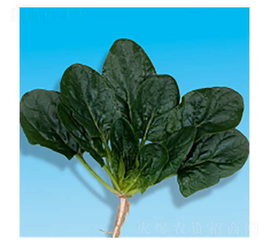 ���˷N��-孲�5̖-�A孷N�I(y��)