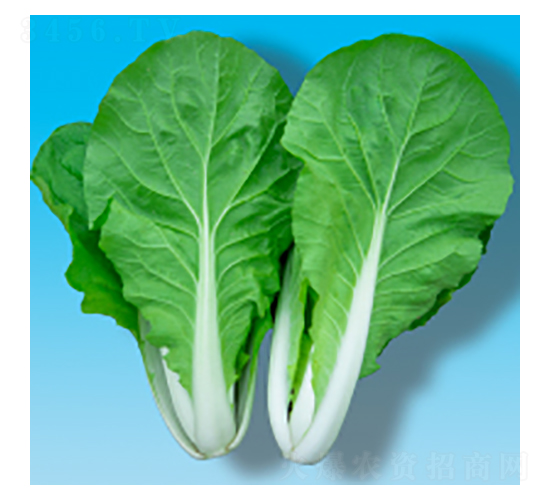 ��˷N��-����204-�A孷N�I(y��)