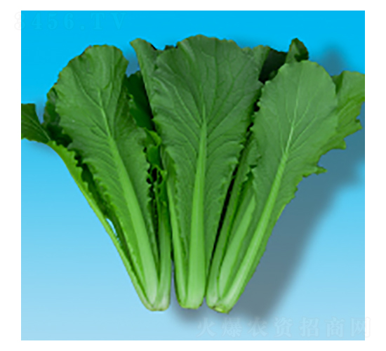 ��˷N��-����С�ײ�319-�A孷N�I(y��)