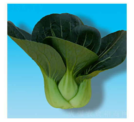 �๣�˷N��-���317-�A孷N�I(y��)