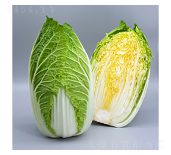 ��ײ˷N��-��ײ�15̖(h��o)-�A孷N�I(y��)