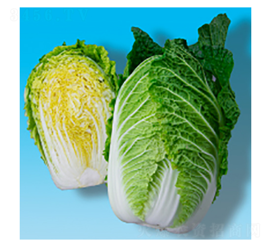 ��ײ˷N��-��S321-�A孷N�I(y��)