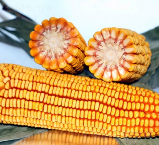 ����318-���׷N��-�Ǻ�����N�I(y��)