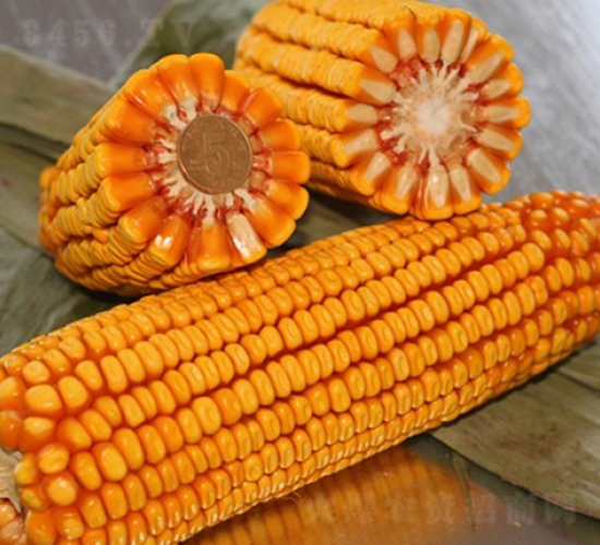 ����518-���׷N��-�Ǻ�����N�I(y��)