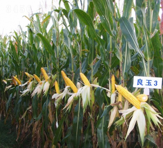 ����3-���׷N��-�Ǻ�����N�I(y��)