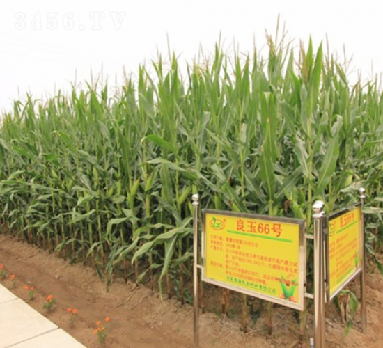 ����66-���׷N��-�Ǻ�����N�I(y��)