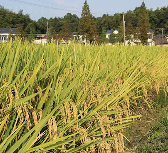 �ۃɃ�(y��u)261-ˮ���N��-�𽡷N�I(y��)