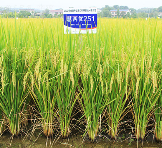 �ۃɃ�(y��u)251-ˮ���N��-�𽡷N�I(y��)