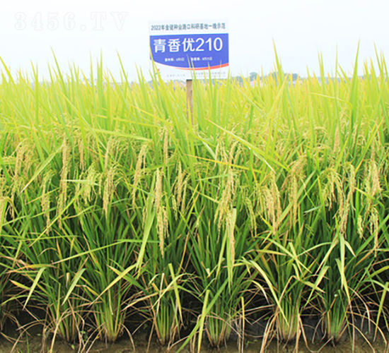 ���マ(y��u)210-ˮ���N��-�𽡷N�I(y��)