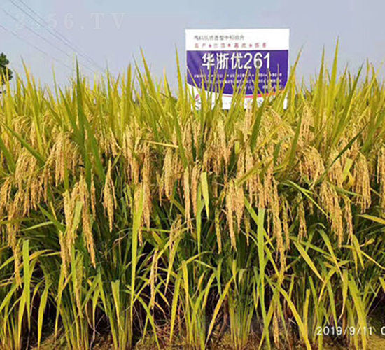 �A�マ(y��u)261-ˮ���N��-�𽡷N�I(y��)