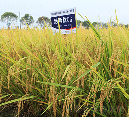 ���Ƀ�(y��u)Q6-ˮ���N��-�𽡷N�I(y��)