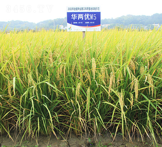 �A�Ƀ�(y��u)M5-ˮ���N��-�𽡷N�I(y��)