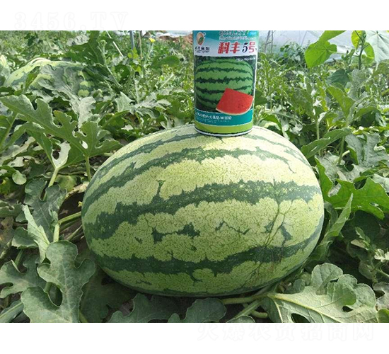 ���S5̖(h��o)-���ϷN��-���S�N�I(y��)