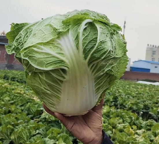 �ذ�2̖-�ײ˷N��-���S�N�I(y��)