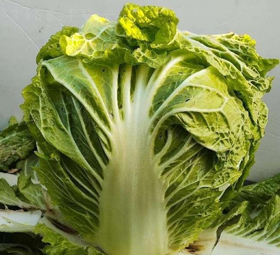 �ذ�6̖(h��o)-�ײ˷N��-���S�N�I(y��)