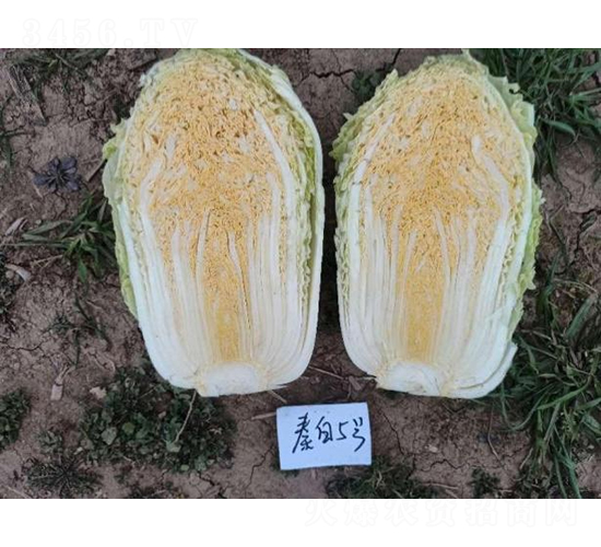 �ذ�5̖(h��o)-�ײ˷N��-���S�N�I(y��)