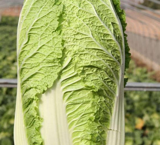 �ذ�һ̖(h��o)-�ײ˷N��-���S�N�I(y��)