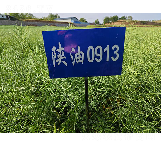 ���0913-�Ͳ˷N��-���S�N�I(y��)