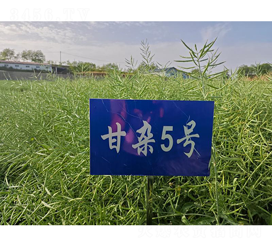 ���s5̖-�Ͳ˷N��-���S�N�I(y��)