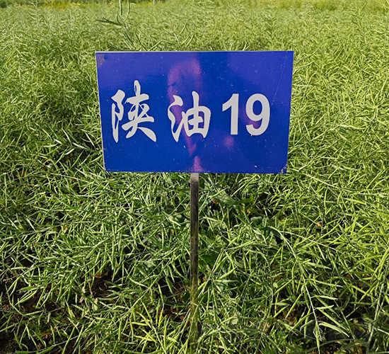 ���19-�Ͳ˷N��-���S�N�I(y��)