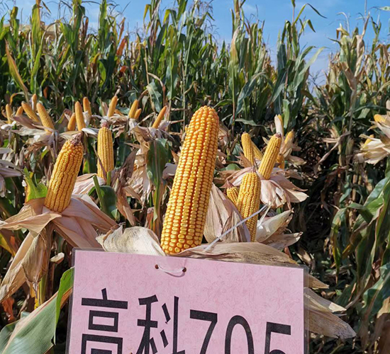 �߿�705-���׷N��-���S�N�I(y��)