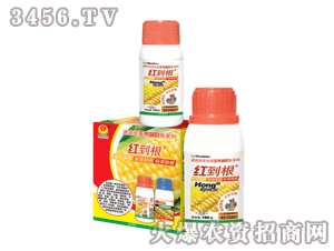 �t�������������݄� 