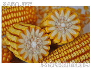 ����������Ʒ�N���r(n��ng)�S6̖(h��o)��-���׷N��