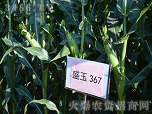 ʢ��367���^Ħ�D��-���׷N��-��(qi��ng)ʢ�N�I(y��)