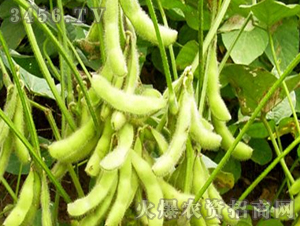 ����4̖-��-�|�Ѻ�