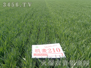 �C(j��)��210-С��-�|�Ѻ�