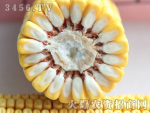 �C(j��)��12-����-�|�Ѻ�