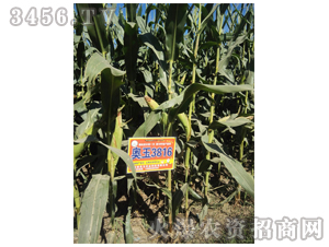 �W��3816-�����r(n��ng)�I(y��)